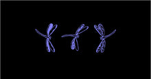 Load image into Gallery viewer, Dragonfly Decals custom Vinyl car window craft project laptop stickers Set of 3
