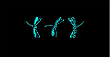 Load image into Gallery viewer, Dragonfly Decals custom Vinyl car window craft project laptop stickers Set of 3